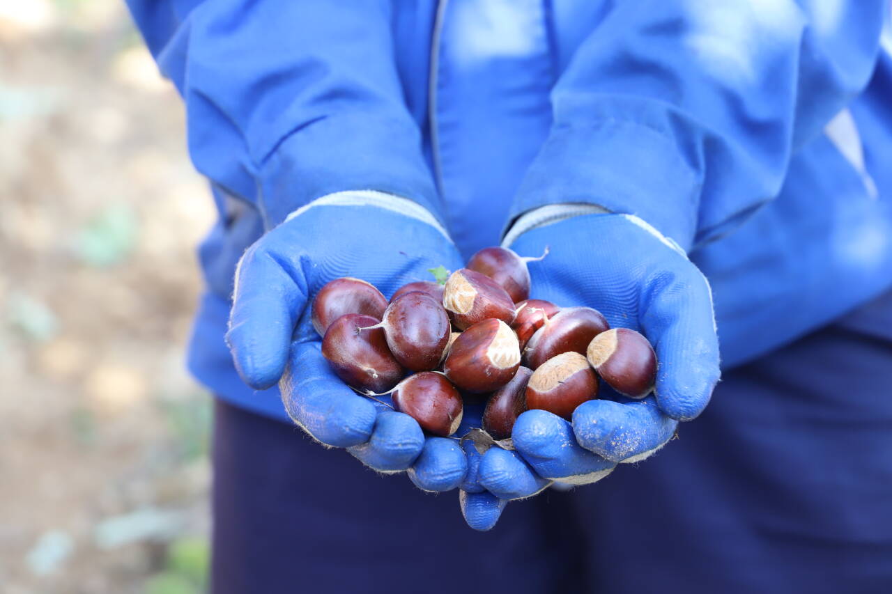 融媒·先锋|有山,有居,有鱼,有品——拔山村的“富春山居图”