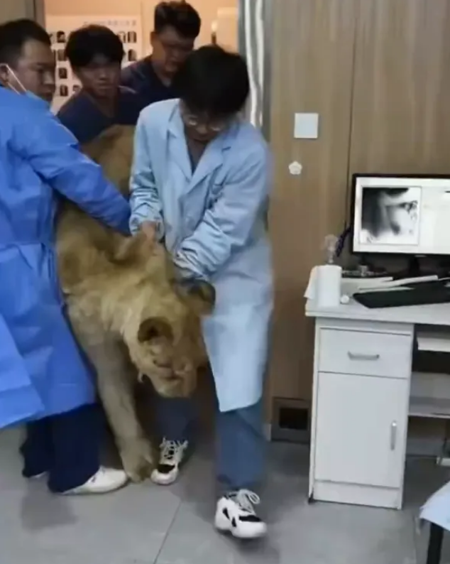 4人抬200公斤狮子做CT,医院:狮子患有肠梗阻,救治费用2万,不会中途醒来伤人