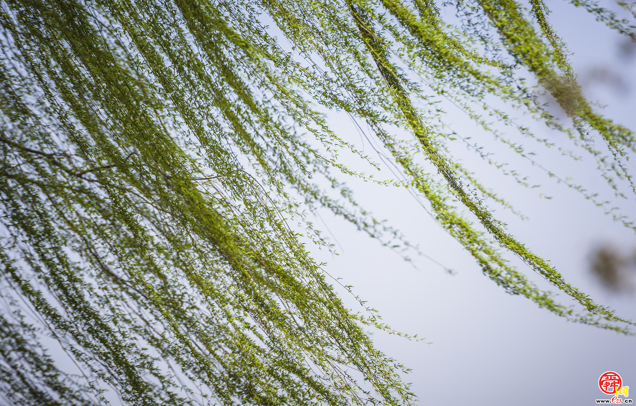 济南发布大风蓝色预警信号,部分阵风可达9级!