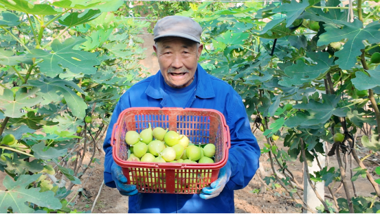融媒·见证丨曾经的工业明星村，唱起农业“致富经”——金庄村的“甜蜜转型”