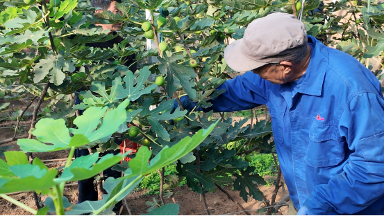 融媒·见证丨曾经的工业明星村，唱起农业“致富经”——金庄村的“甜蜜转型”