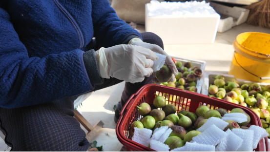 融媒·见证丨曾经的工业明星村，唱起农业“致富经”——金庄村的“甜蜜转型”