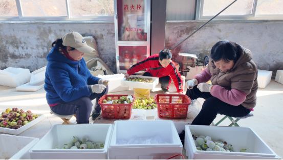 融媒·见证丨曾经的工业明星村，唱起农业“致富经”——金庄村的“甜蜜转型”