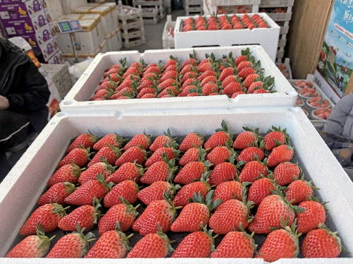 草莓价格近日“大跳水” 探访济南多个市场：本地甜宝亲民走俏，外地精品扎堆抢鲜