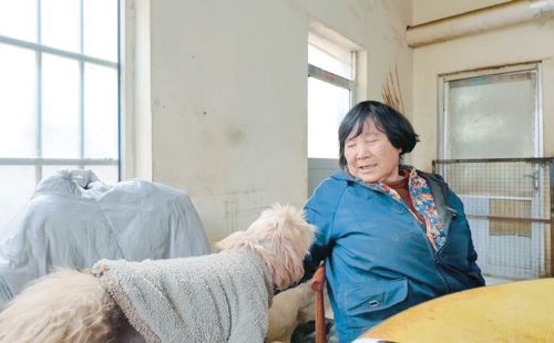 探访位于济南章丘的流浪动物基地：3000多只“毛孩子”和年过六旬的“守护者”