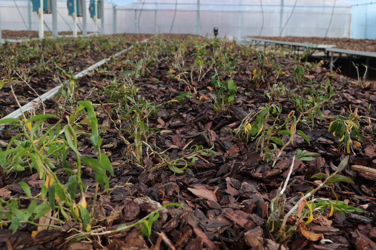 融媒·先锋｜联村共富记——一块田，一块甜