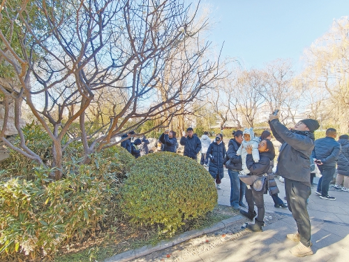 遇见“梅”好！元旦假期济南泉畔白梅盛开