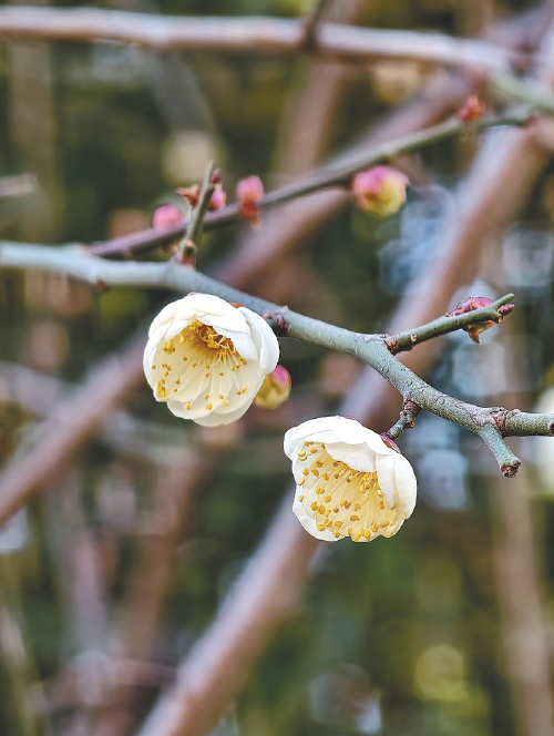遇见“梅”好！元旦假期济南泉畔白梅盛开