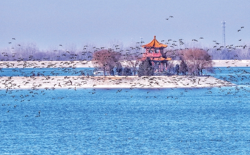 “鸟浪”飞舞玉清湖