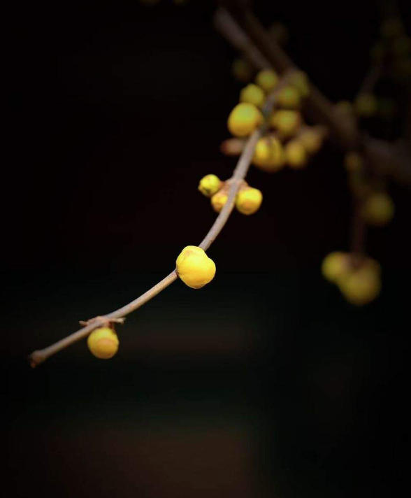 二十四节气 小寒 