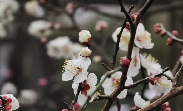 二十四节气 大寒丨大寒至，春可期