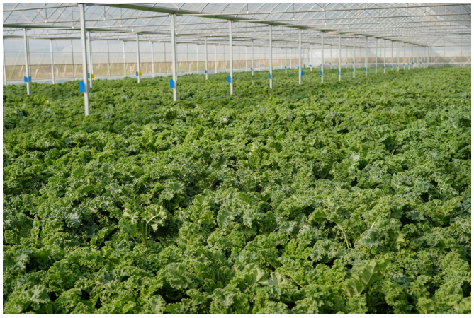 喜茶低调盘点2025年度小事 差异化战略成效显著