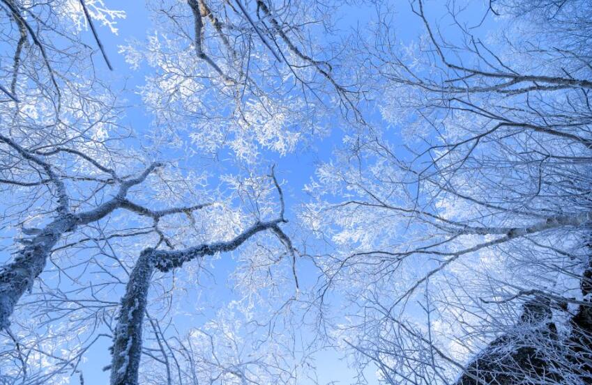 Морозные пейзажи в Национальном лесном парке Цисиншань