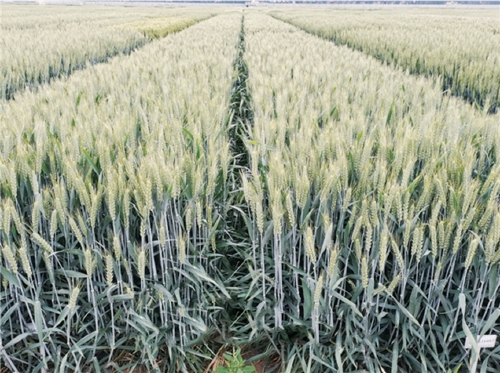 全球首次！黑麦“爸爸”育出“五抗”小麦新品种　