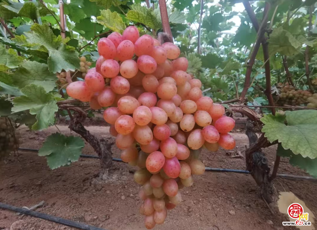 融媒·见证丨“原乡人、返乡人、新乡人”各展所长——沃野引才来