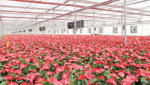 商河：沃野绘新卷 农业强县升级之路