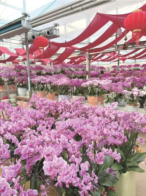 探访济南年宵花市场：红色系花卉唱主角儿，谐音好彩头成热销密码