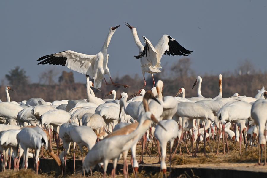 Стерхи из Сибири бережно охраняются во время их зимовки на востоке Китая