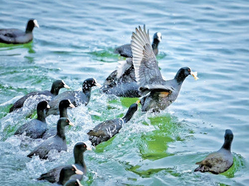 泉城升温，白骨顶鸡湖中嬉戏