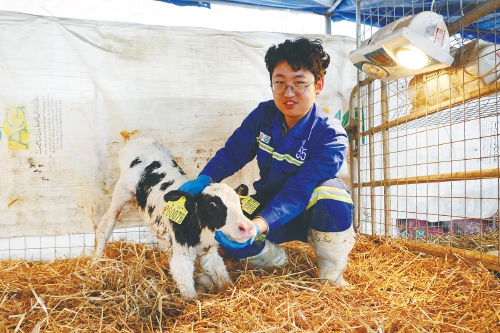 新春走基层｜“00后”牛倌儿牧场坚守 青春在“种业高地”孕育希望