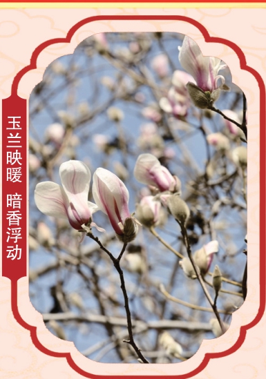 寻芳泉城早春时 水漾清波花满枝