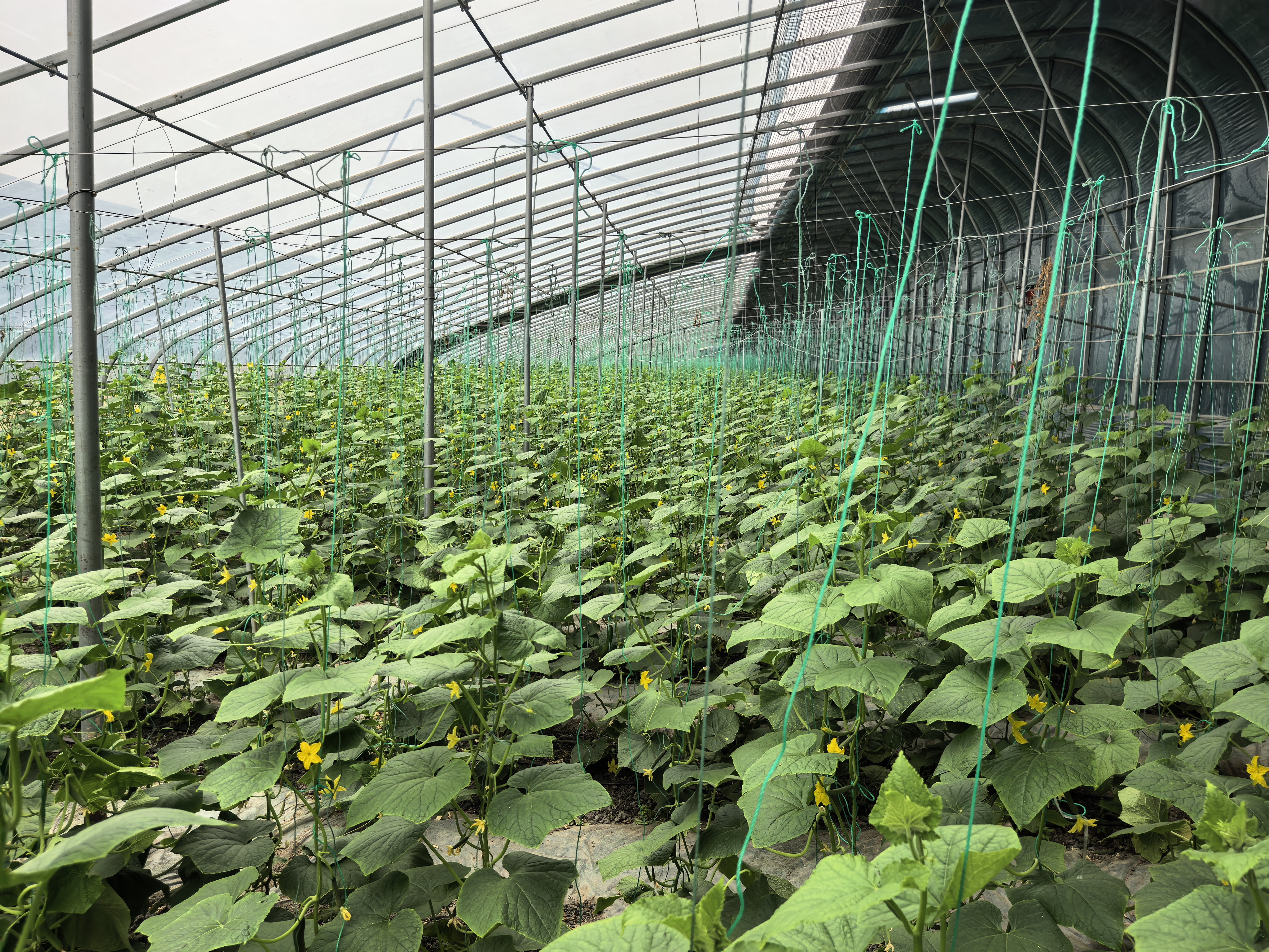 融媒·见证丨一张焦饼的新生：老手艺闯出乡村振兴新路子