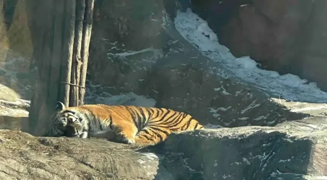 真吃不动了！哈尔滨300多只东北虎轮流“轻断食”