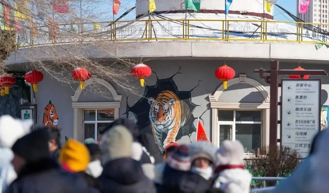 真吃不动了！哈尔滨300多只东北虎轮流“轻断食”