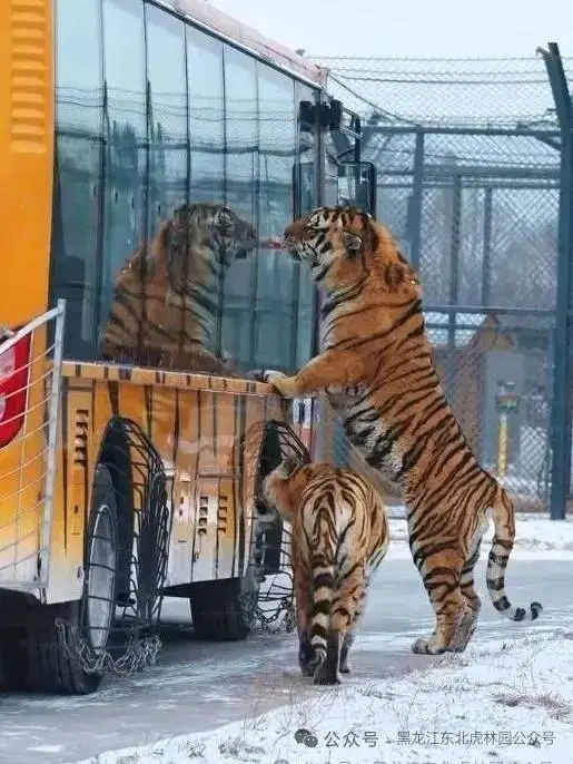 真吃不动了！哈尔滨300多只东北虎轮流“轻断食”