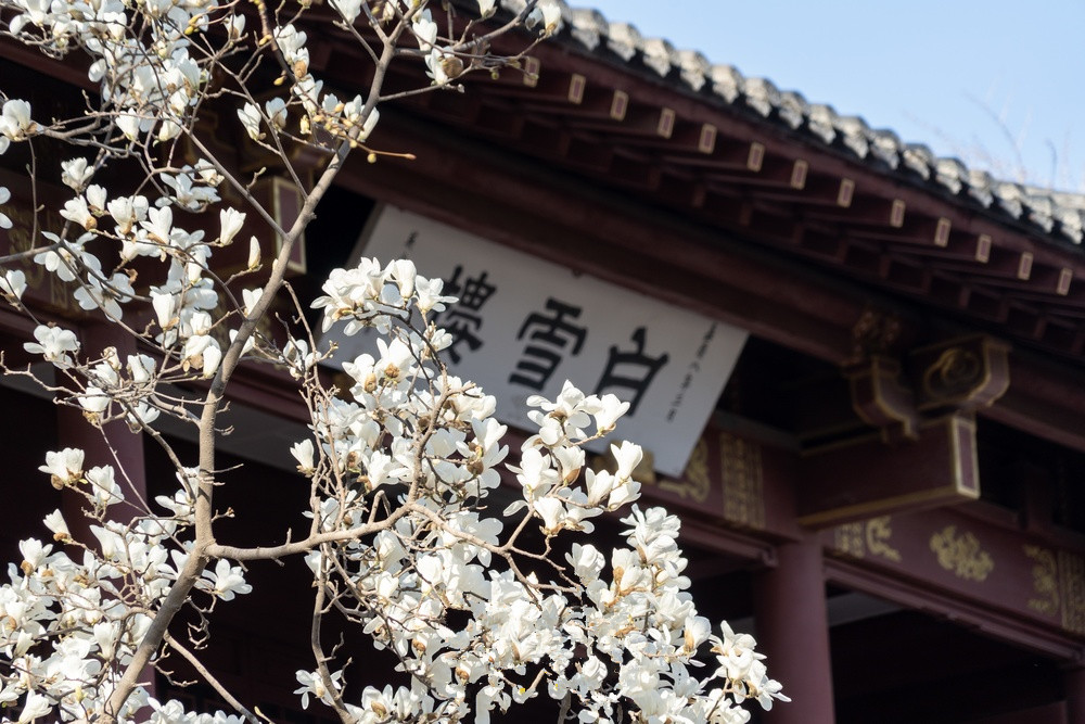 济南阳光上线，气温回升（附今日花粉预报）