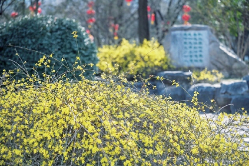 泉城春来早 繁花次第开 济南春日美景初绽