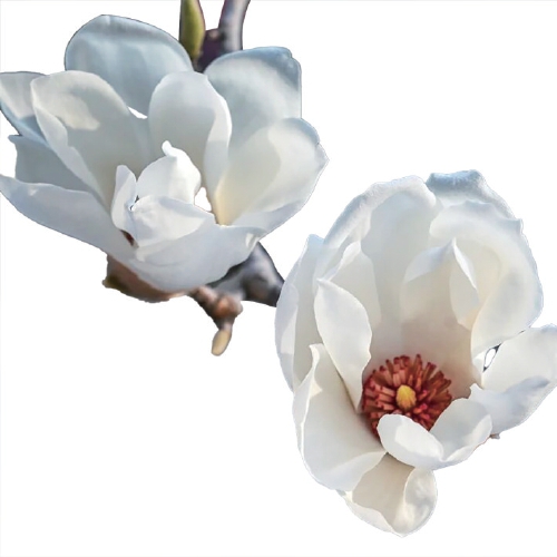 泉城春来早 繁花次第开 济南春日美景初绽