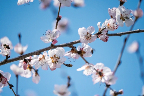 泉城春来早 繁花次第开 济南春日美景初绽