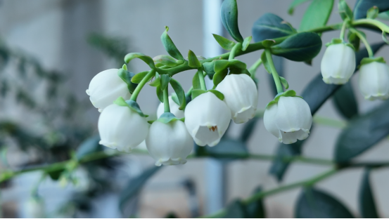 融媒·见证丨偏远小山村引进高标准蓝莓产业园——荒山坡上展“蓝”图