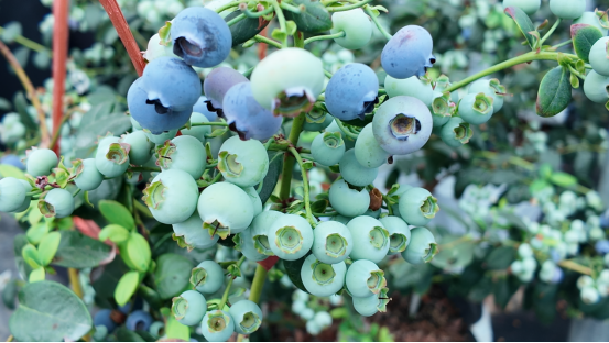 融媒·见证丨偏远小山村引进高标准蓝莓产业园——荒山坡上展“蓝”图