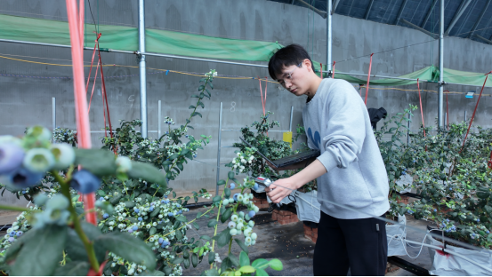 融媒·见证丨偏远小山村引进高标准蓝莓产业园——荒山坡上展“蓝”图