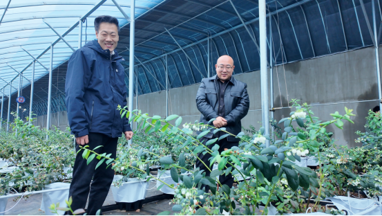 融媒·见证丨偏远小山村引进高标准蓝莓产业园——荒山坡上展“蓝”图