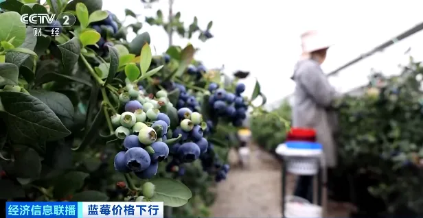大降价!“蓝莓自由”要来了
