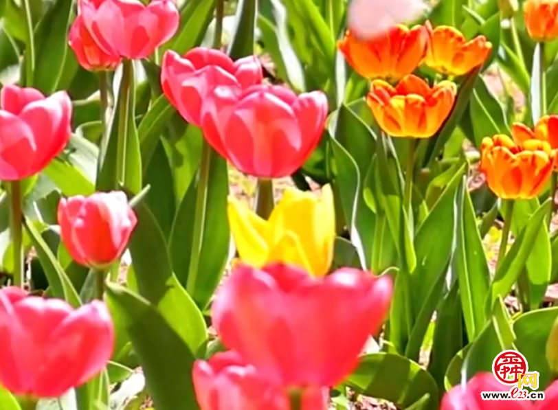 山河春韵 “醉”美济南