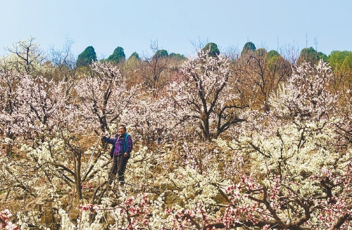 济南：樱云杏雪千重韵 李艳梅香一城春