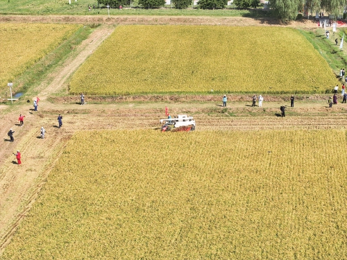 加力推进以片区建设为抓手打造乡村振兴齐鲁样板 山东今年将新建、提升100个左右省级片区