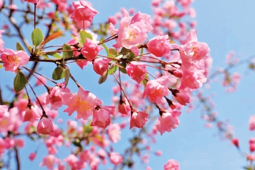 一半春色一半诗：泉城田园文旅激活乡村振兴新动能