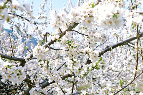 一半春色一半诗：泉城田园文旅激活乡村振兴新动能