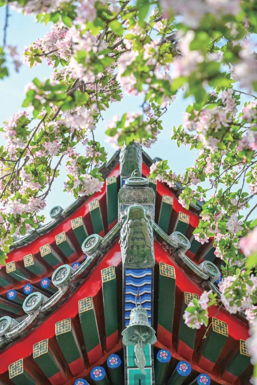 济南赏花经济绽放文旅新活力