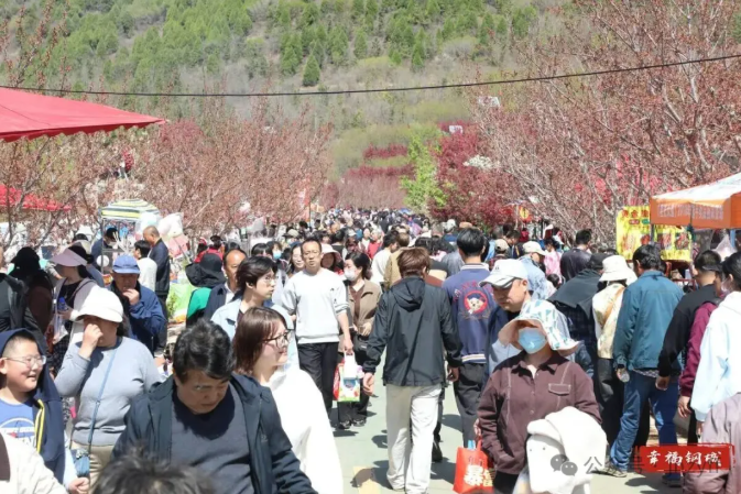 莱芜海棠花映春聚游人金融志愿者花中来防非