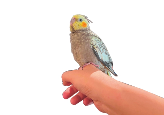 点杯咖啡，再点只鹦鹉——走进济南首家“鹦鹉咖啡融合店”