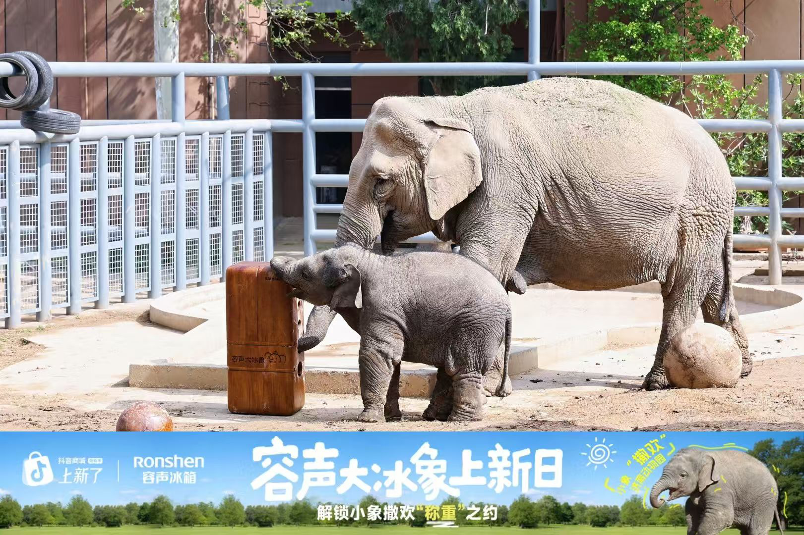 济南动物园来了位“重量级”朋友：容声大冰象带来的不止是食物