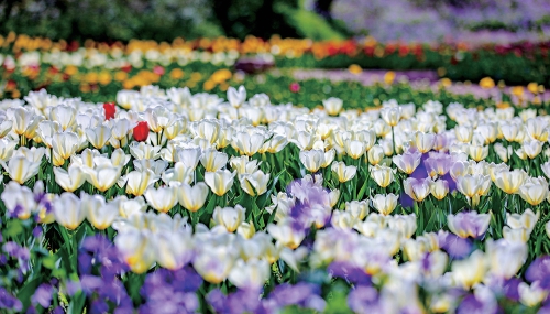 遇见泉城春韵 邂逅老城与诗意时光