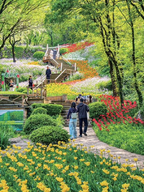 红叶谷百万株郁金香盛放 点亮泉城春日盛景