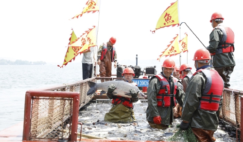 一湖开渔鲜 半城烟火气